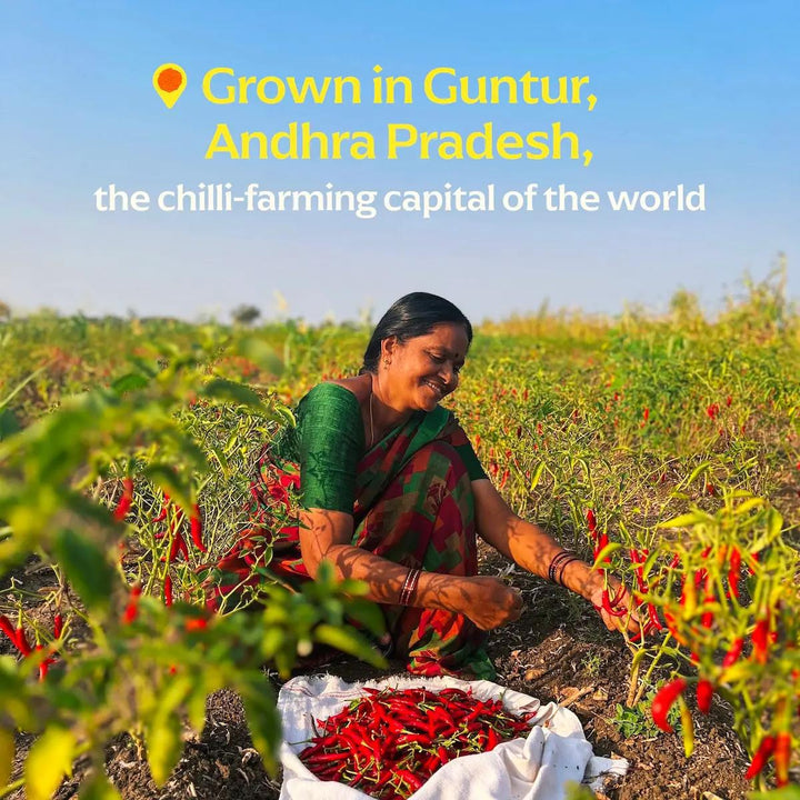 Guntur Sannam Chili