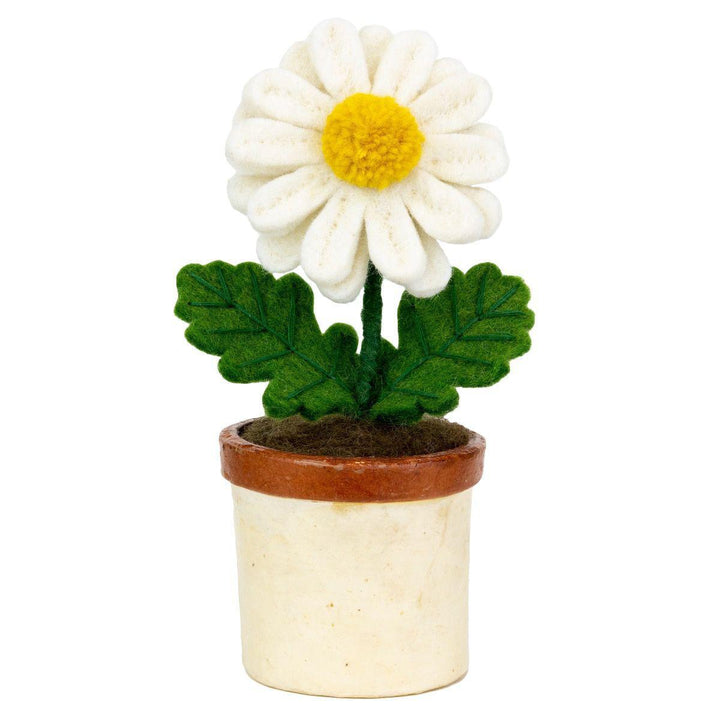 Daisy Potted Plant