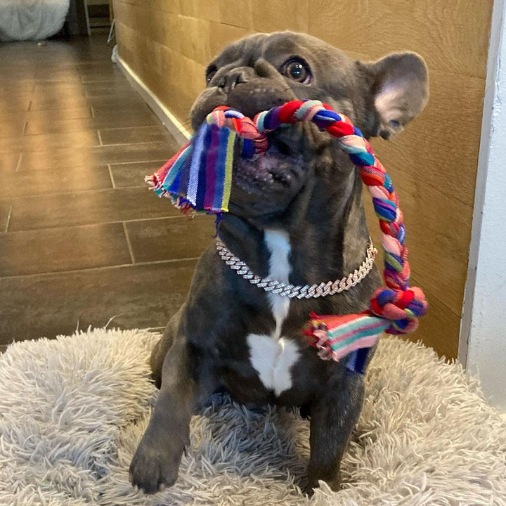 Braided Dog Tug Toy in Bright Multi