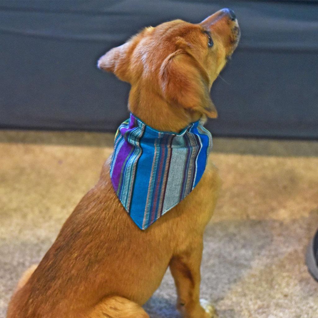 Hand Woven Over the Collar Dog Bandana in Quetzal Jade