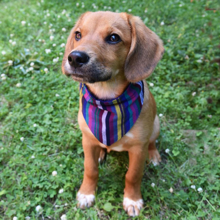 Hand Woven Over the Collar Dog Bandana in Cobalt