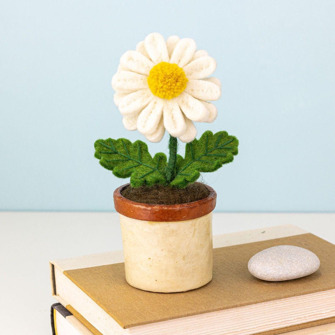 Daisy Potted Plant