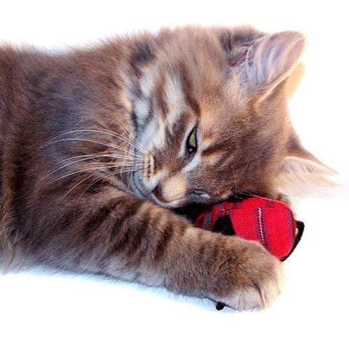 Cat playing with a red toy on a white background