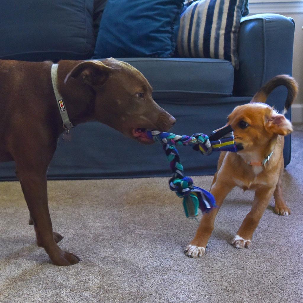 Braided Dog Tug Toy in Night Multi