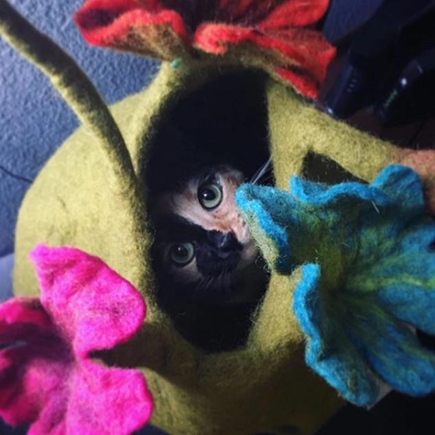 Cat peeking out from a colorful bouqet pet cave resembling a flower.