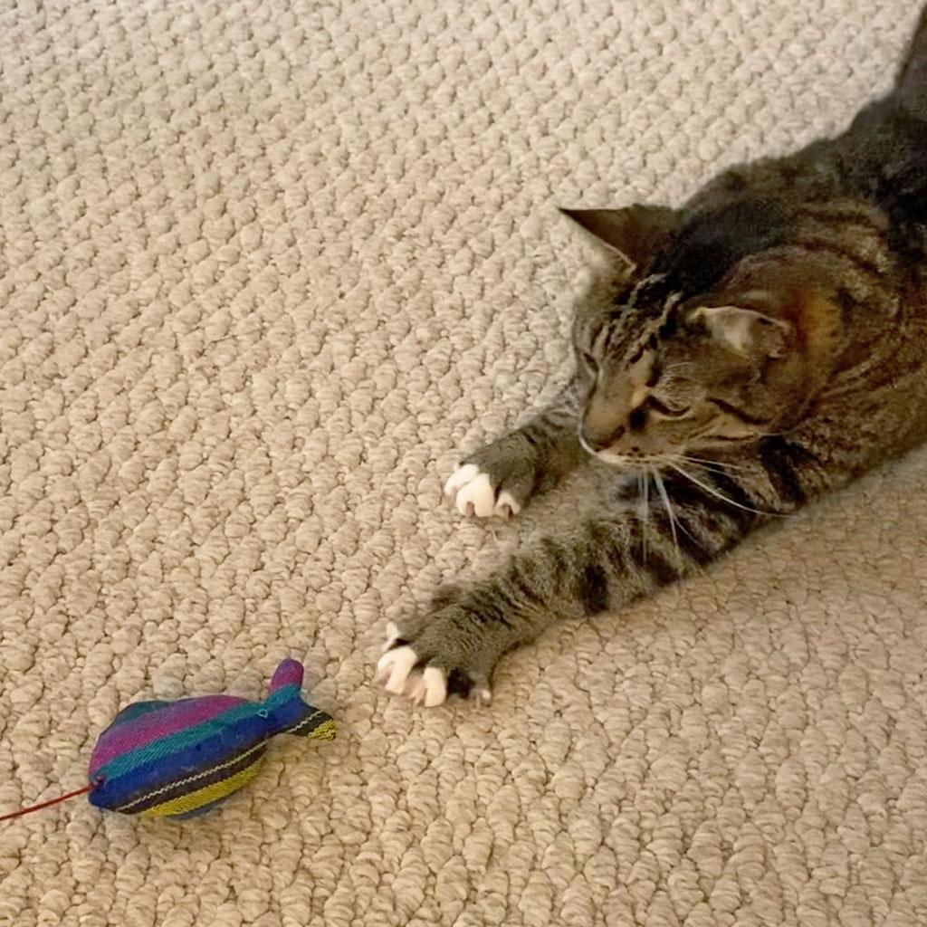 Cat Fishing Toy in Cobalt