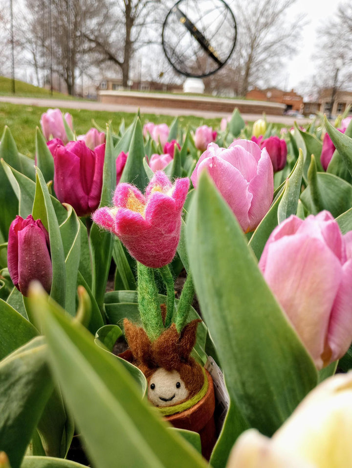 Tulip Potted Plant