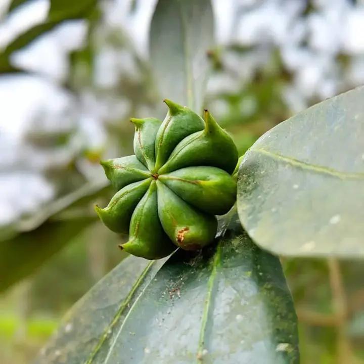 Close-up of a green fruit or seed pod on a leaf used for five spice with a blurred natural background