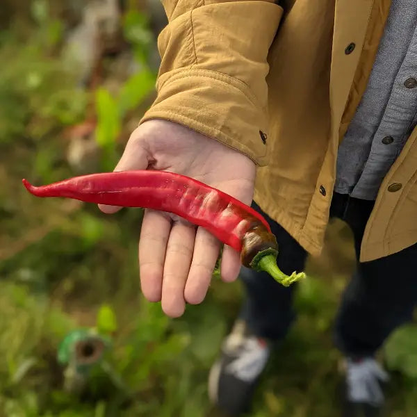 a person holding a large red pepper