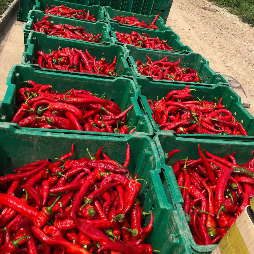 bins of red peppers