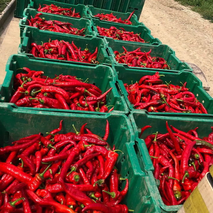 bins of red peppers