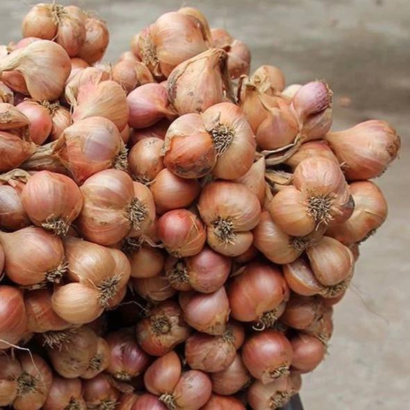Bunch of shallots on a neutral background
