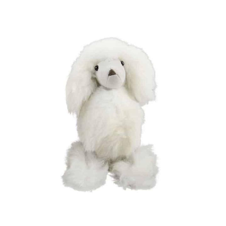 white alpaca poodle on a white background